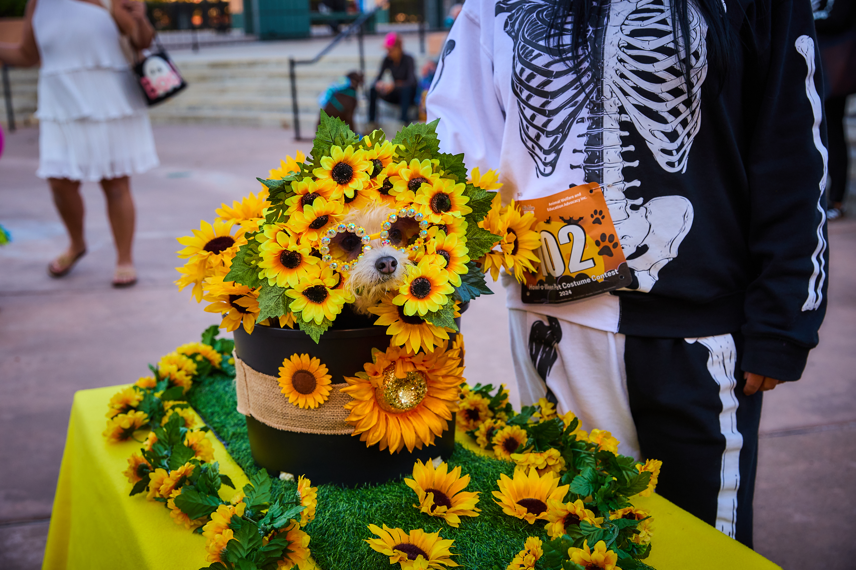 0337 LMVA 2024 PetCostumeHalloween CeCephoto